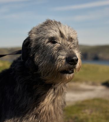 THE IRISH WOLFHOUND
